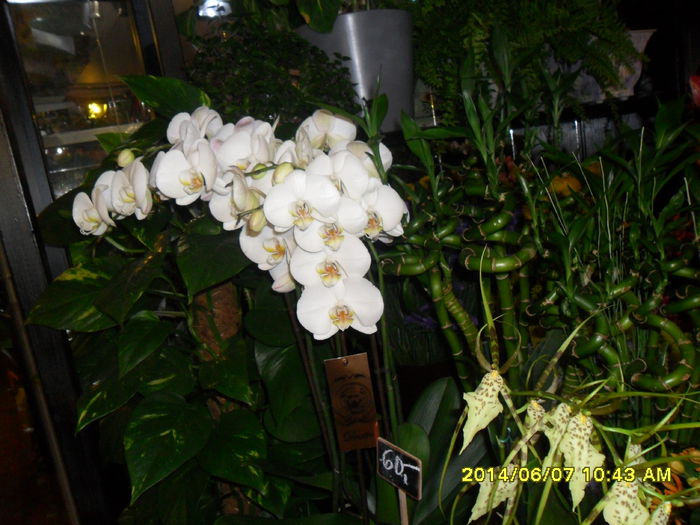 SAM_5914