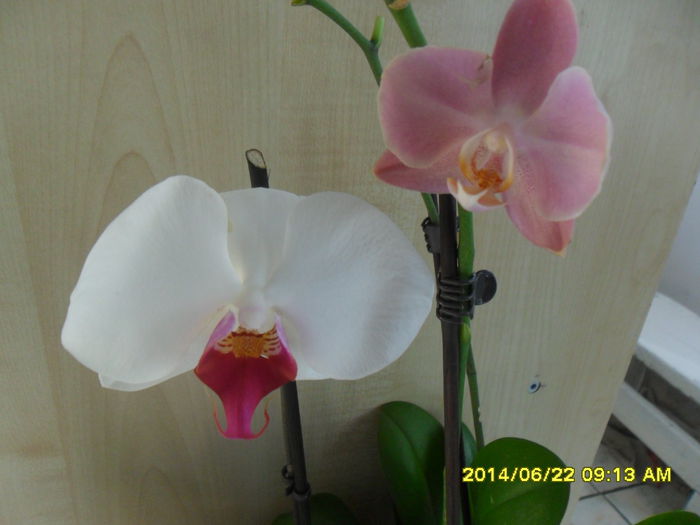 SAM_6532