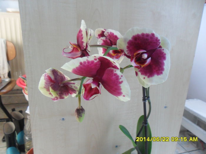 SAM_6536