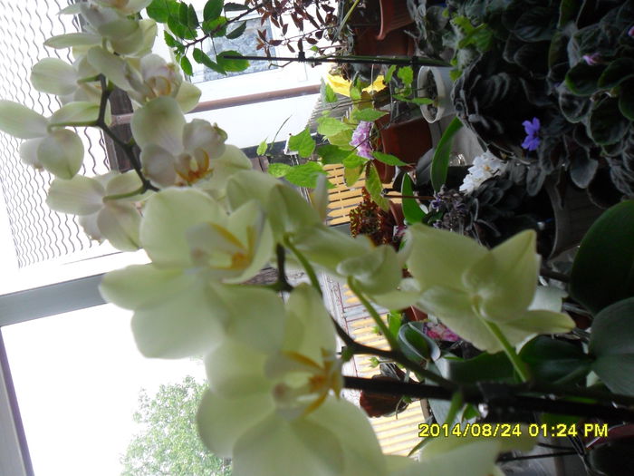 SAM_6944