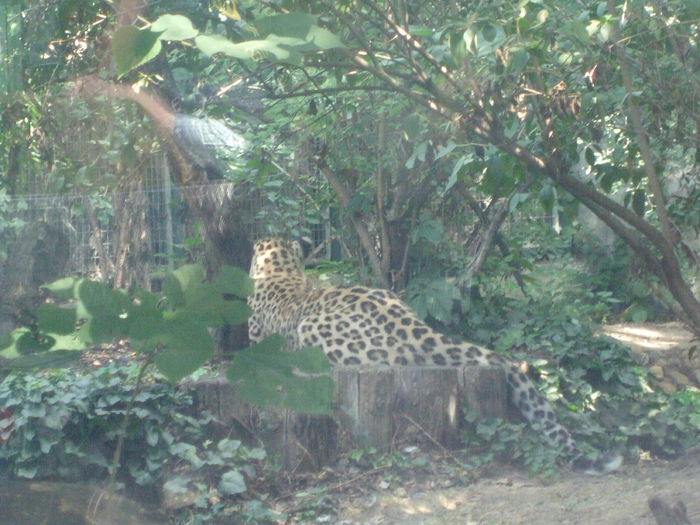 DSCF1670 - gradina zoo din Budapesta