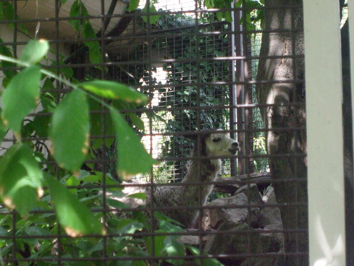 DSCF1684 - gradina zoo din Budapesta