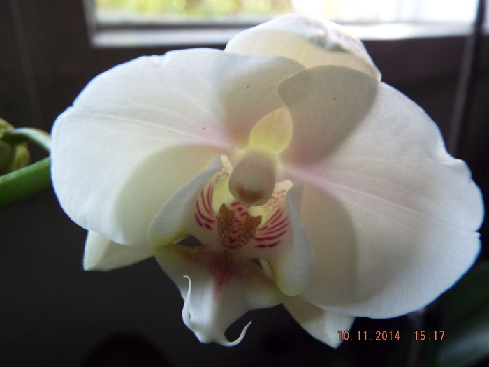 DSCF6268 - flori 2014