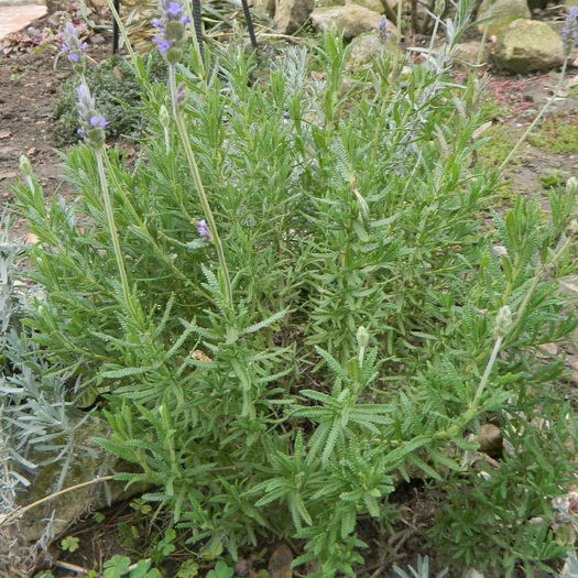 Lavandula stoechas - Noiembrie 2014