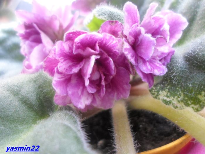 286   Nov.2014 - Ma s Show Girl