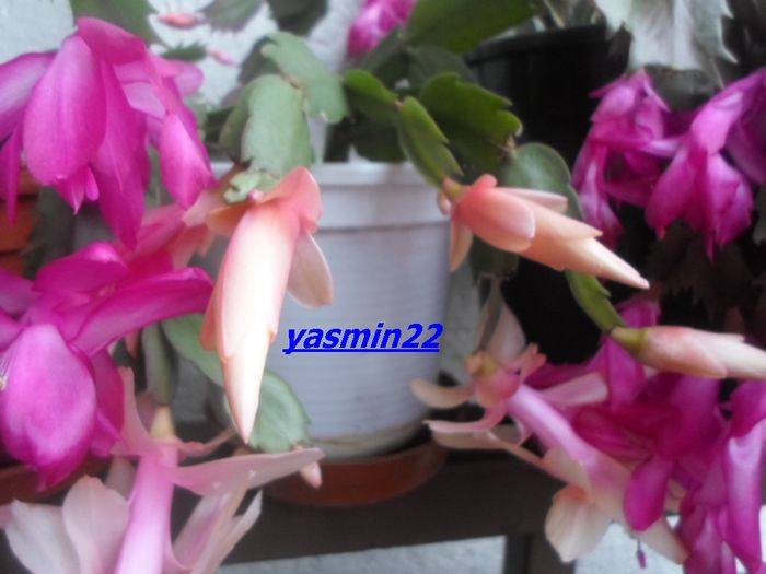 042   Nov.2014 - X-Schlumbergera