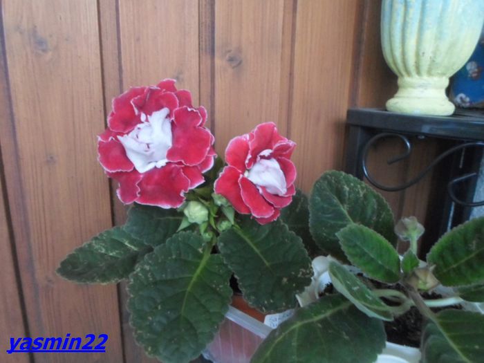 046  Nov.2014 Planta 2 - Gloxinia Red-pierdut