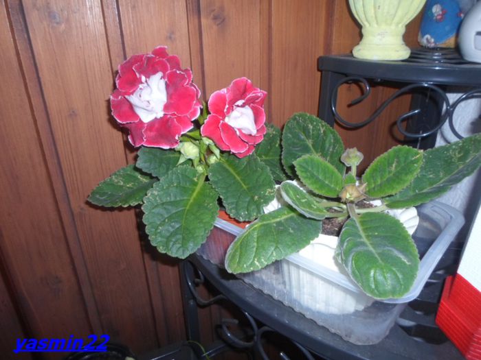 048  Nov.2014 Planta 2 - Gloxinia Red-pierdut