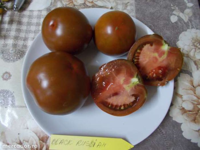 17922043_2_644x461_vand-seminte-rosii-negre-black-russian-fotografii