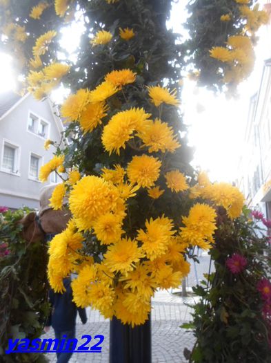 322  Nov.2014 - Crizantema Lahr