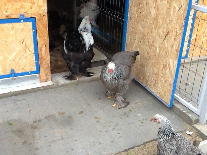 image - Brahma herminat inchis 2014