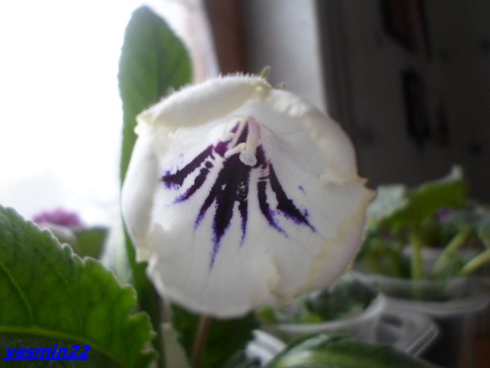 387 - Streptocarpus Kama - pierdut