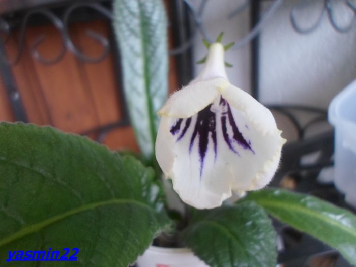 388 - Streptocarpus Kama - pierdut