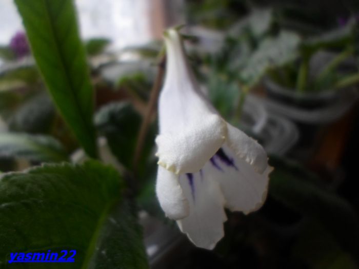 392  Nov.2014 - Streptocarpus Kama - pierdut