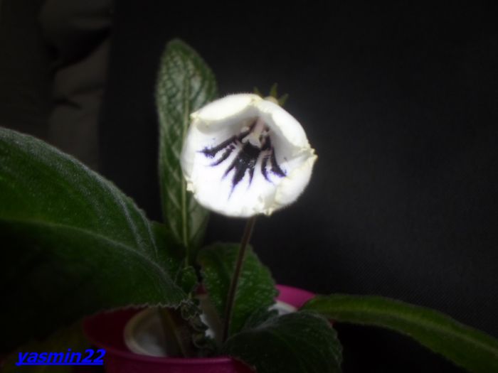 393   Nov.2014 - Streptocarpus Kama - pierdut