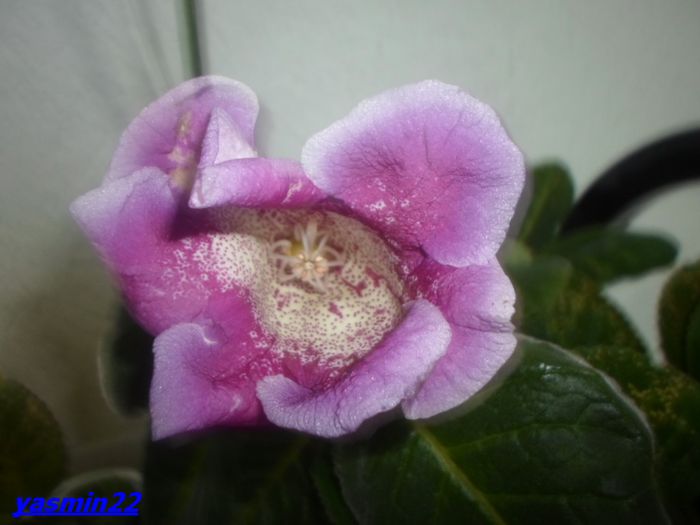 280   Nov.2014 - Gloxinia Blue