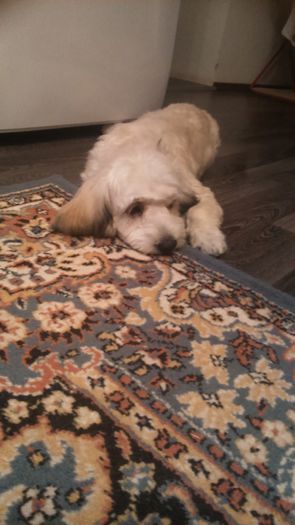 DSC_0698 - Fritz  Bella  Mimi