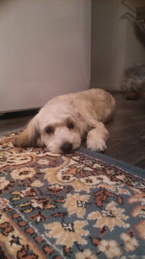 DSC_0699 - Fritz  Bella  Mimi