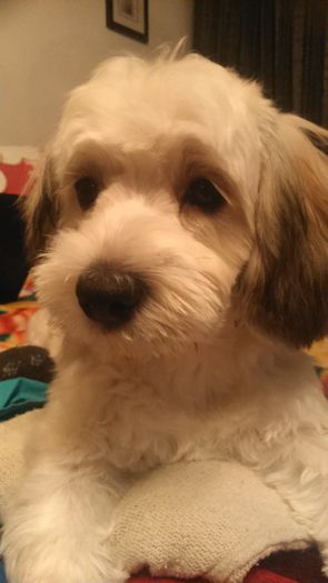 DSC_0714 - Fritz  Bella  Mimi