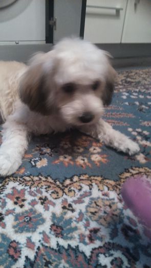 DSC_0723 - Fritz  Bella  Mimi