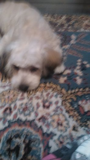 DSC_0725 - Fritz  Bella  Mimi