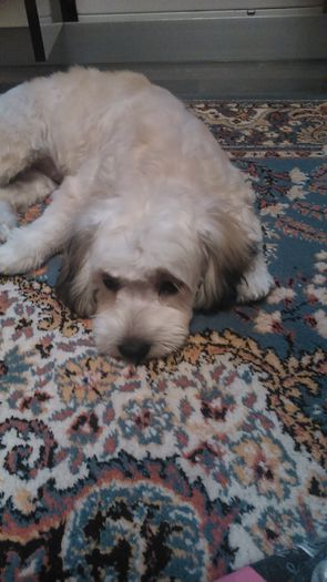 DSC_0726 - Fritz  Bella  Mimi