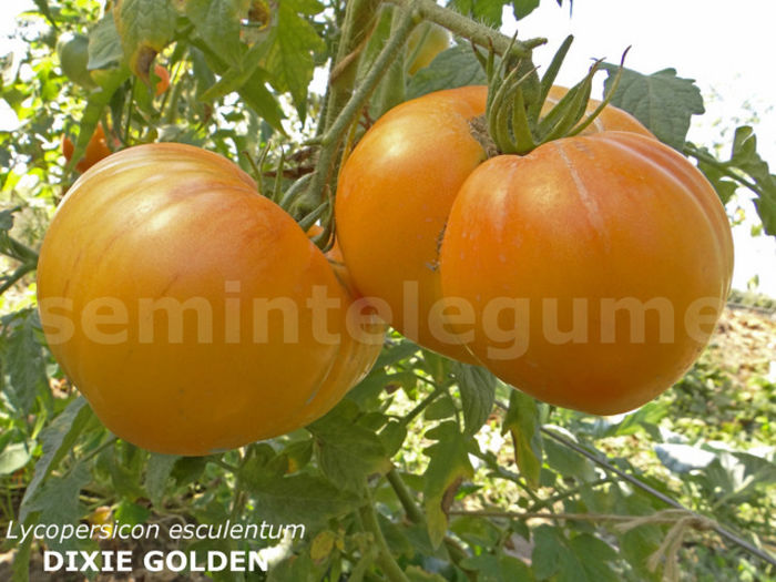 seminte-tomate-mari-galbene-dixie-golden~4545176