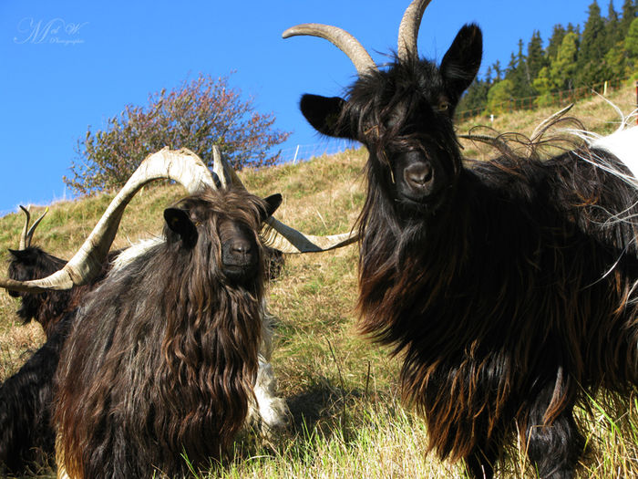 Capre Walliser in vant - Rase de oi si capre-Poze deosebite 2