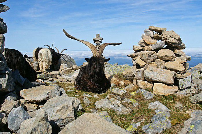 Capre Walliser in varful unui munte - Rase de oi si capre-Poze deosebite 2