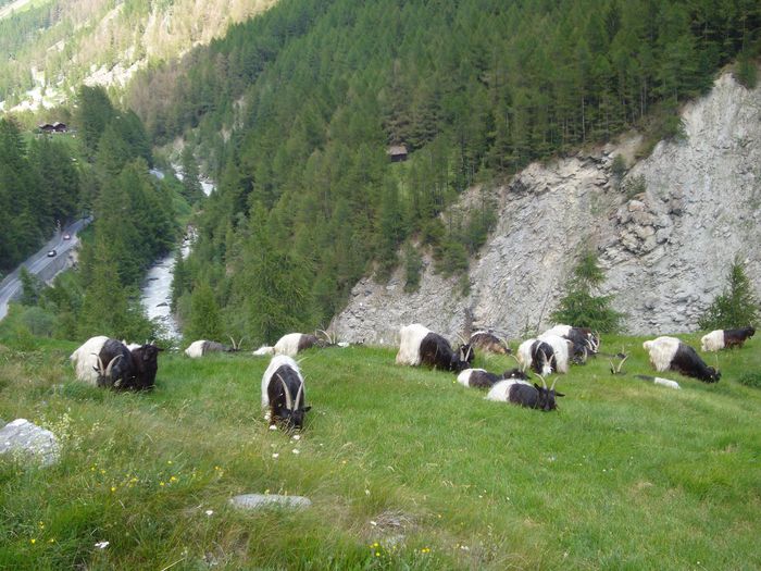 Capre Walliser la inaltime - Rase de oi si capre-Poze deosebite 2