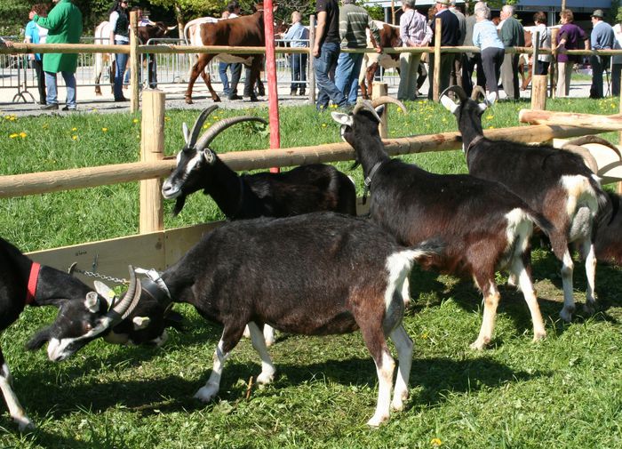 Toggenburg frumoase-567 - Rase de oi si capre-Poze deosebite 2