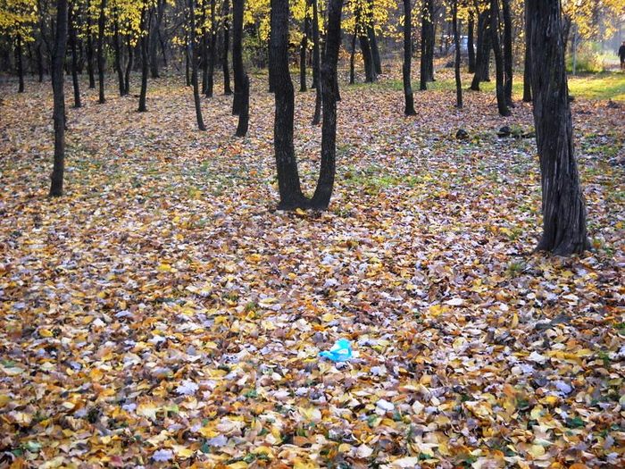 Picture 077; 228kb jpeg 22/11/2009
