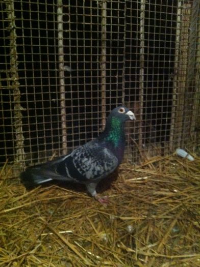 image-9ce2247d52b770103ee30c099cb0bc9382d3bf2e37c96812404d1a154adf71f3-V