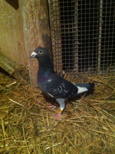 image-0c63a03c82029f754e1c83861f35cde251fb461af1a7cdb6091a28aba784e479-V; primit cadu...
