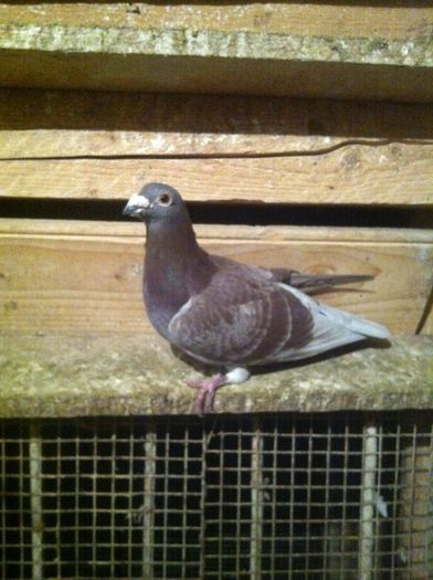 devist; f bun reproducator
