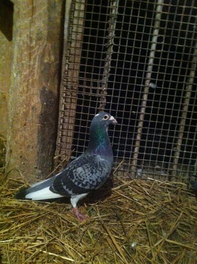 image-bfd4bda6785f2b028febac3b71f57900ad5d74a02f46503de1a2c6949394dc4f-V; portughez .. a dat si pui de locul 1
