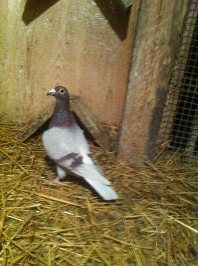 image-4a9091d39aba5a2902429cdf17f84043eb303a3e09d13b5e63472d1d555169f3-V; super star
