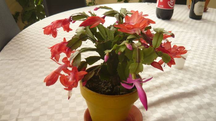 002 - 2014 flori