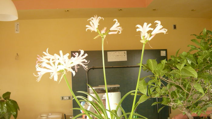 033 - 2014 flori