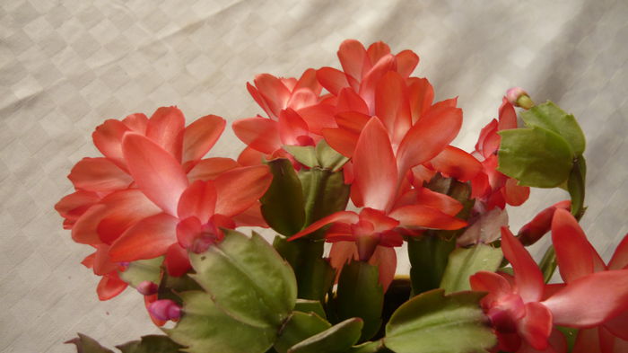 034 - 2014 flori
