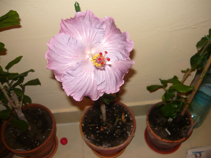 cajun blue - 0 hibiscusii mei