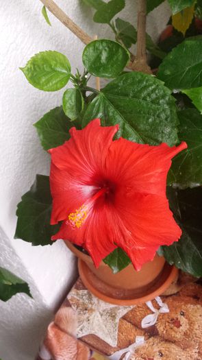 Camdenii - Hibiscusi