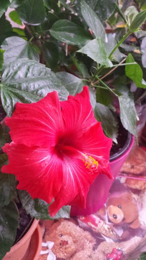 Camdenii - Hibiscusi