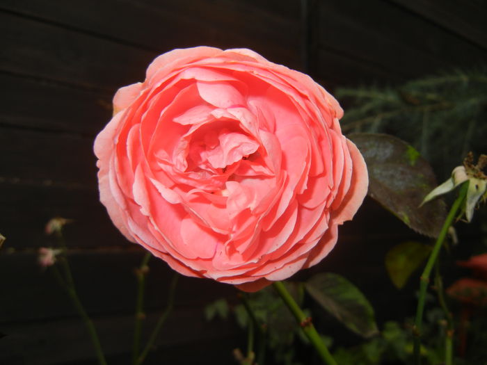 Rose Pleasure (2014, November 09)