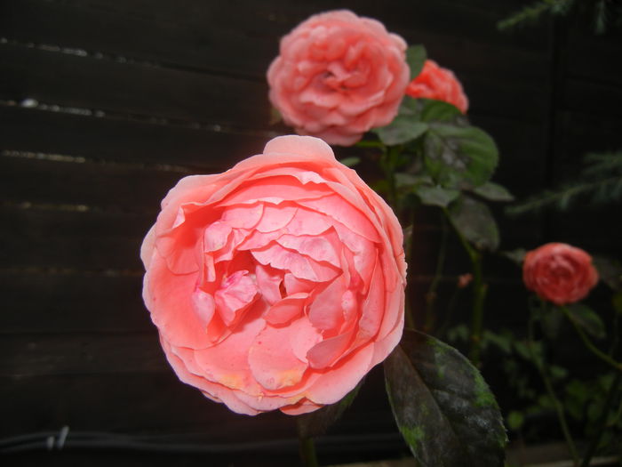 Rose Pleasure (2014, November 09)