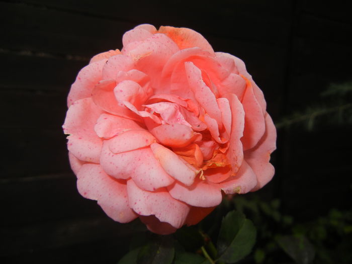 Rose Pleasure (2014, November 09)