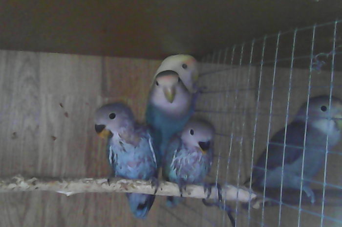 IMG_20141113_094949; Familia de agapici la plimbare... :)
