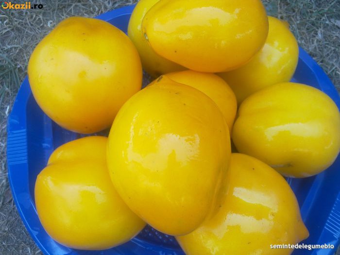 8bf3dbf244193db7319017484165a990-6884024-1000_1000