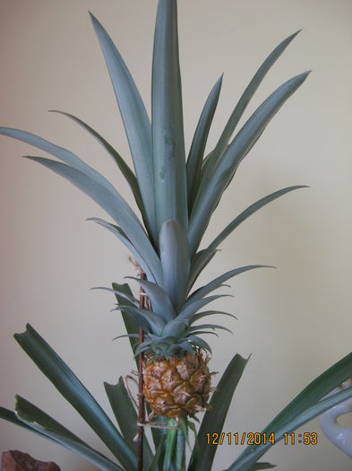 prin tine insusi..... - 3 ANANAS