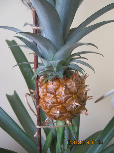 si cu ajutorul lui DUMNEZEU. - 3 ANANAS